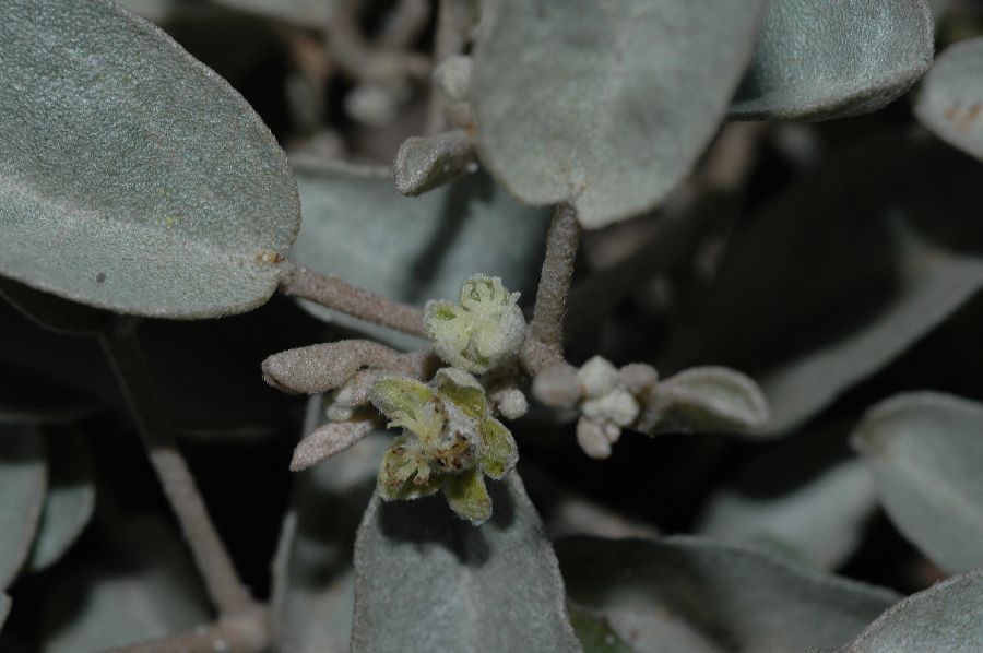 Euphorbiaceae Croton californicus