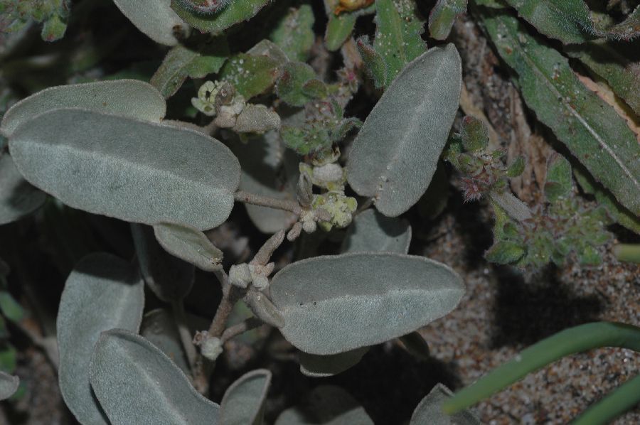 Euphorbiaceae Croton californicus