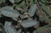 image of Croton californicus