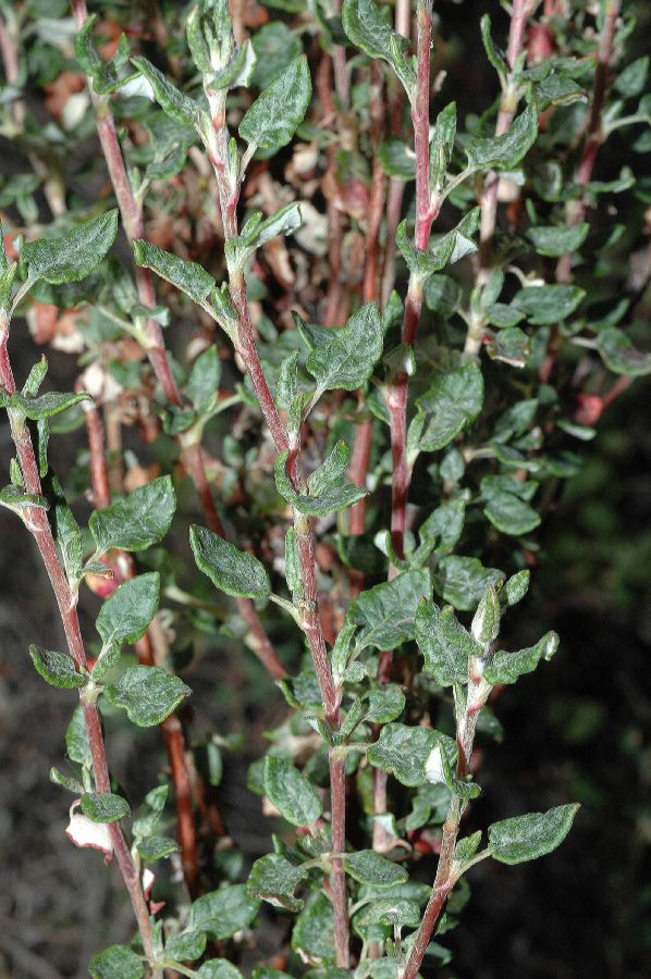 Polygonaceae Eriogonum parvifolium