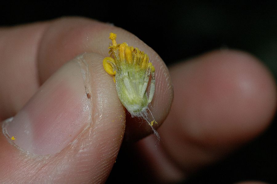 Asteraceae Eriophyllum staechadifolium