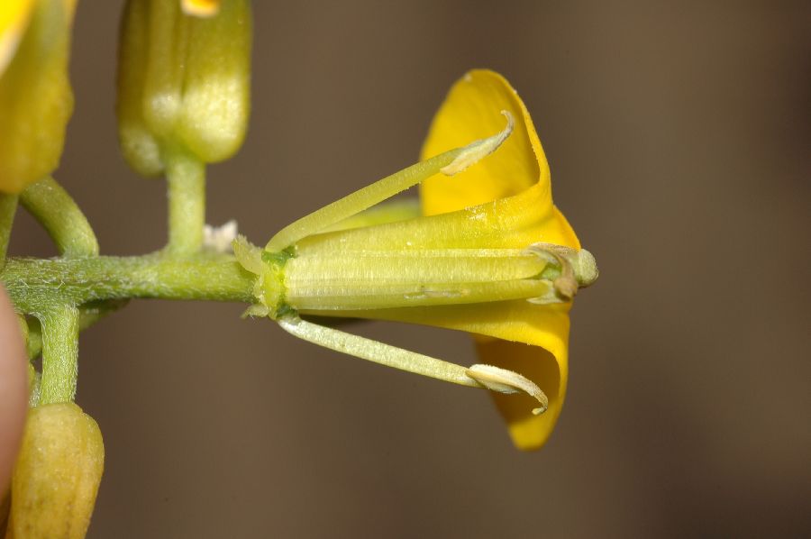Brassicaceae Erysimum suffrutescens