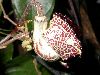 image of Aristolochia salvadorensis