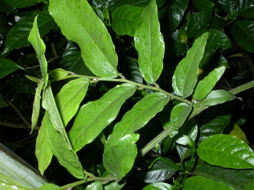 Aristolochiaceae Aristolochia salvadorensis