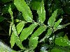 image of Aristolochia salvadorensis