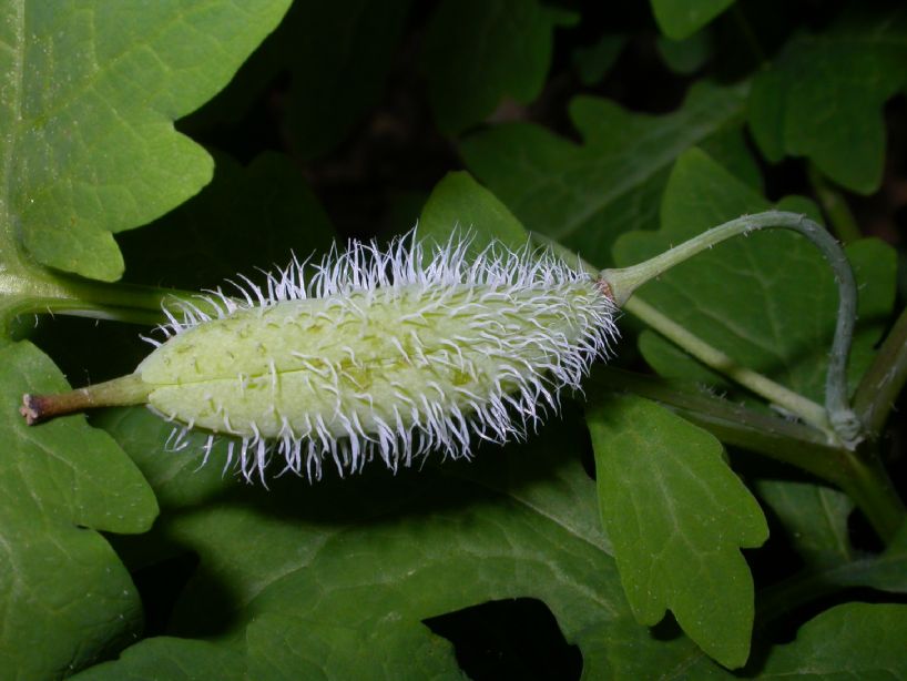 Papaveraceae Stylophorum diphyllum
