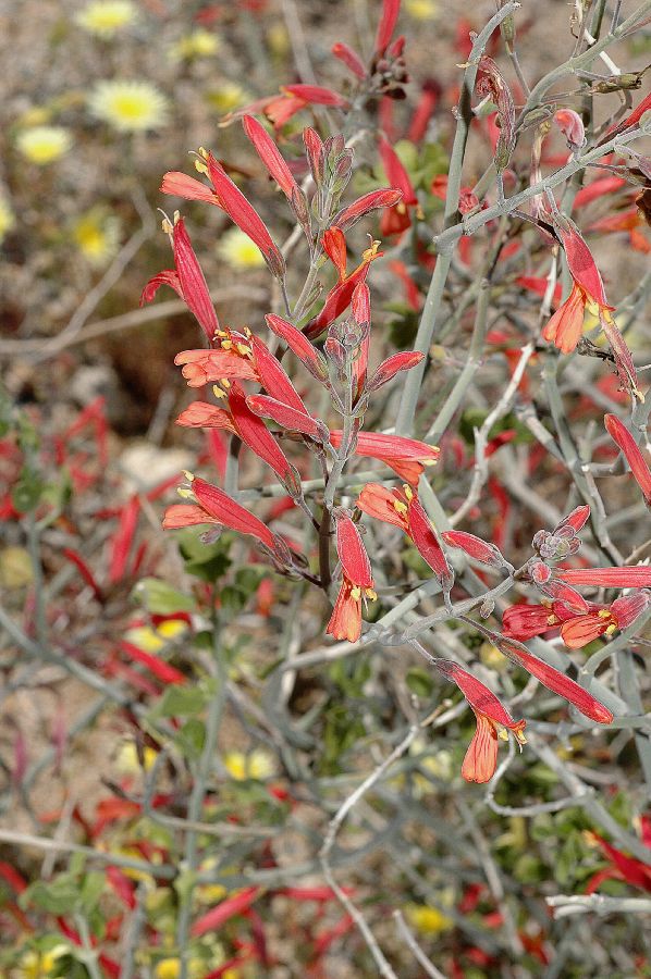 Acanthaceae Justicia californica