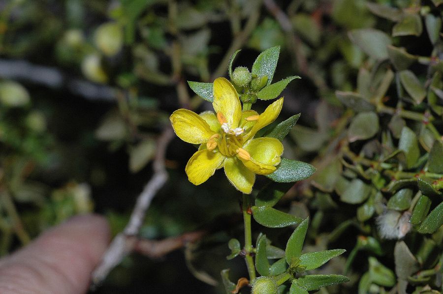 Zygophyllaceae Larrea tridentata