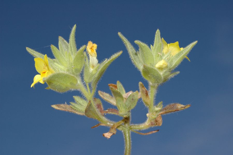 Plantaginaceae Mohavea breviflora