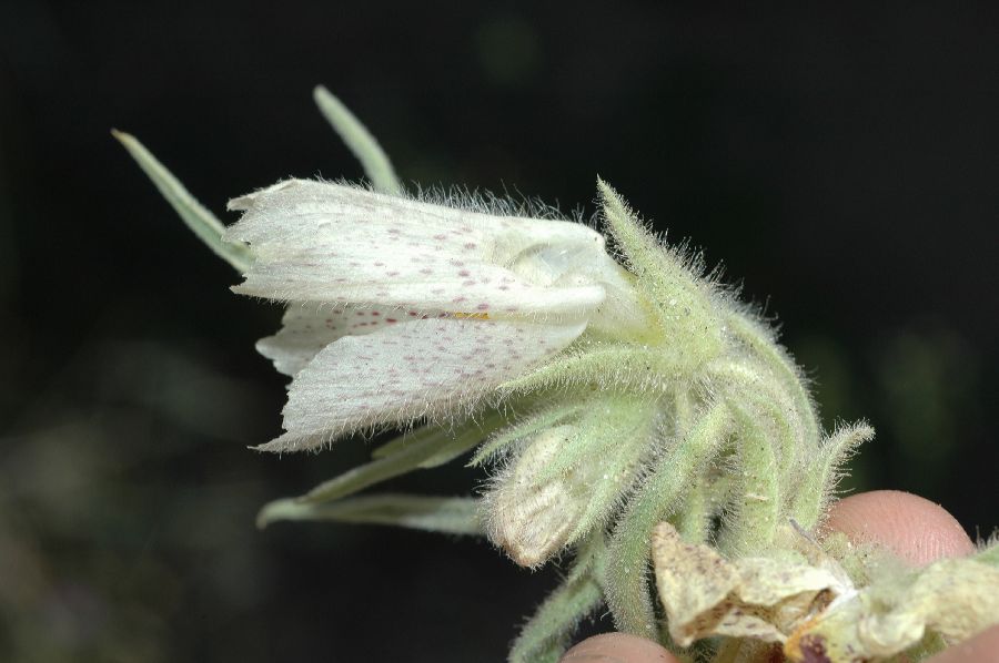 Plantaginaceae Mohavea confertiflora