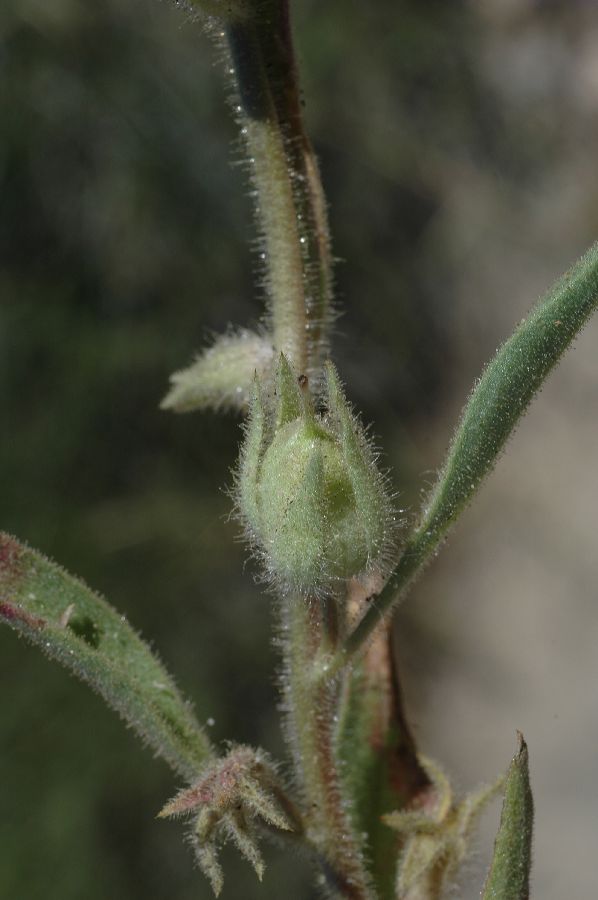 Plantaginaceae Mohavea confertiflora