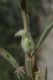 image of Mohavea confertiflora