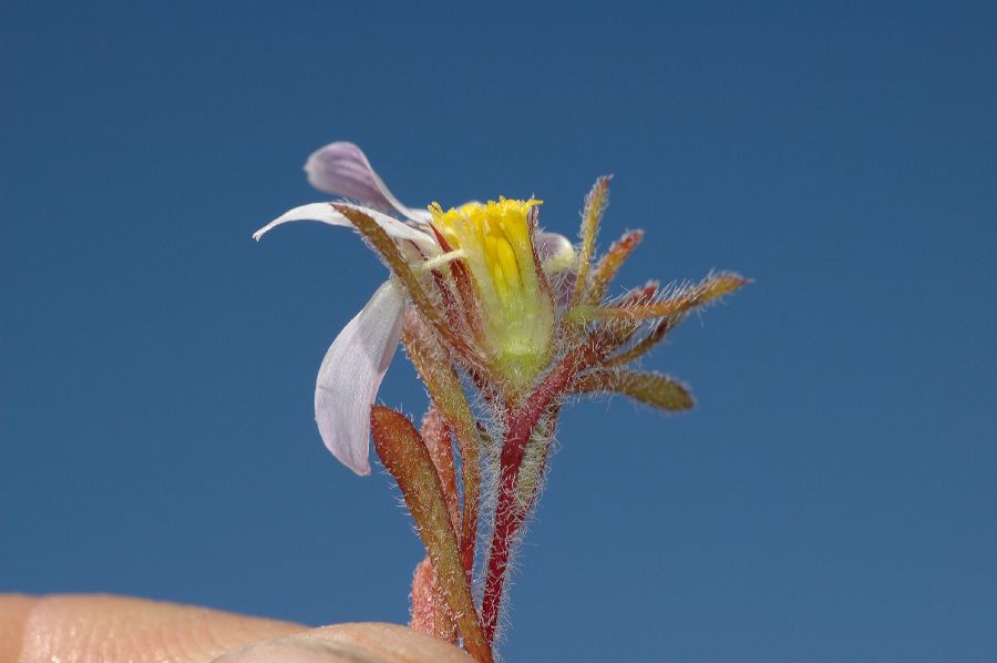 Asteraceae Monoptilon bellioides