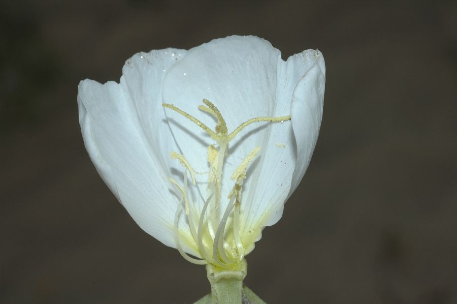 Onagraceae Oenothera 