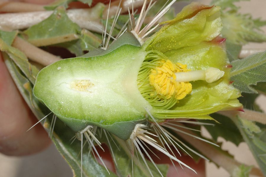 Cactaceae Opuntia echinocarpa