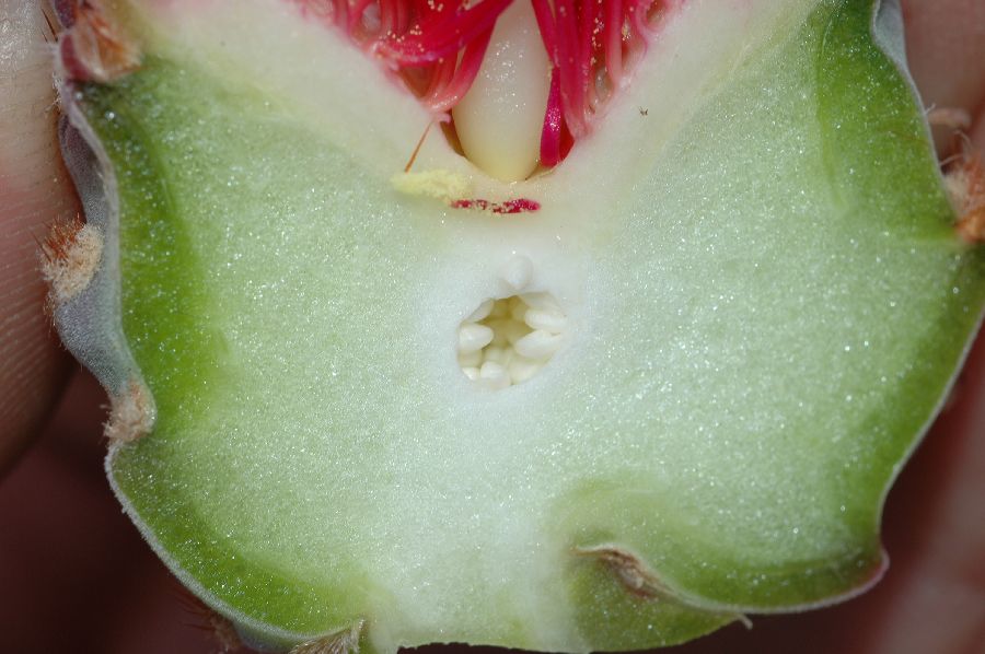Cactaceae Opuntia basilaris
