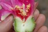image of Opuntia basilaris