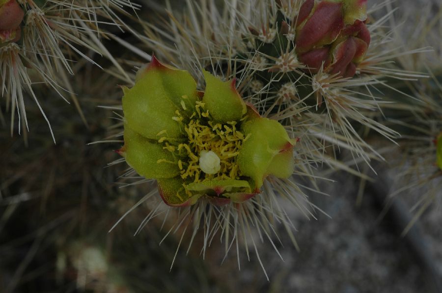 Cactaceae Opuntia echinocarpa