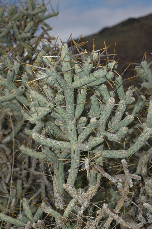 Cactaceae Opuntia ramosissima