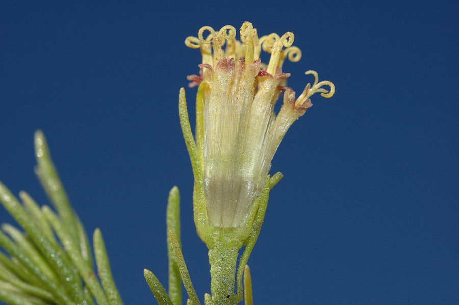 Asteraceae Peucephyllum schottii