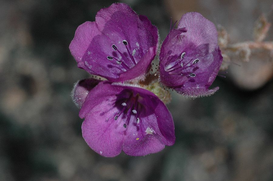 Hydrophyllaceae Phacelia 