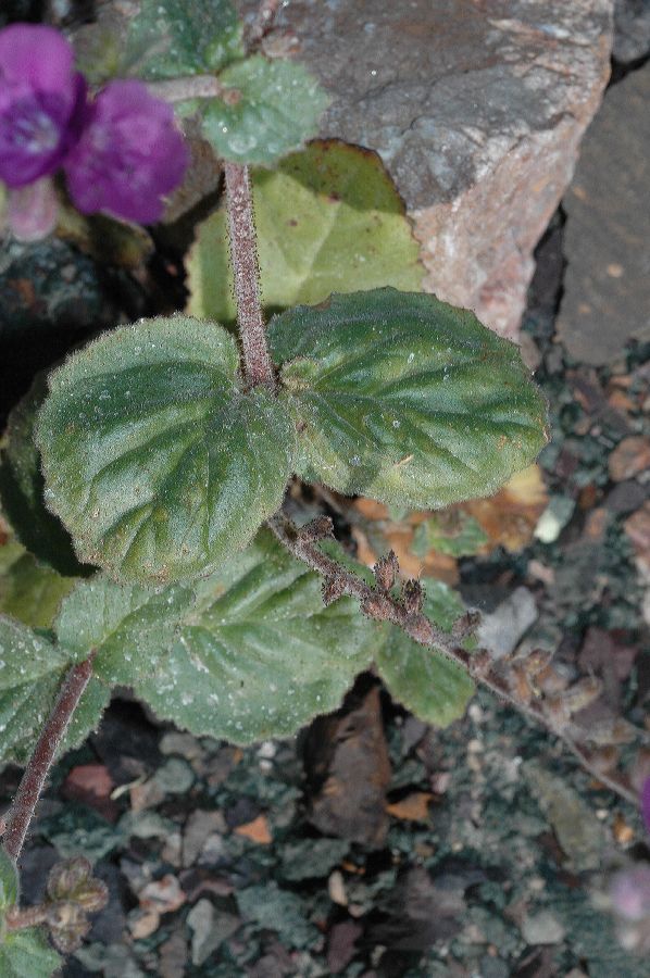 Hydrophyllaceae Phacelia 