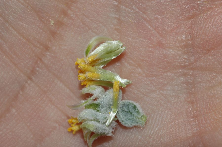 Asteraceae Psathyrotes ramosissima