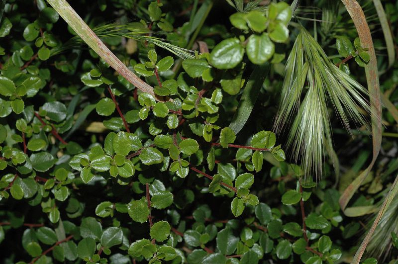 Rhamnaceae Rhamnus crocea