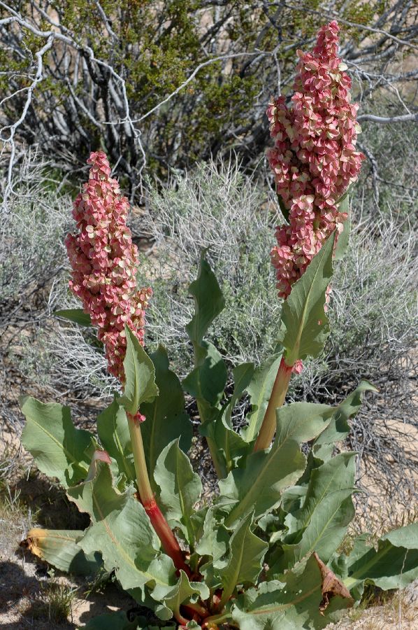 Polygonaceae Rumex hymenosepalus