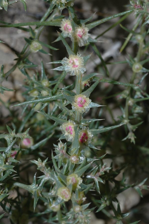 Amaranthaceae Salsola pestifera