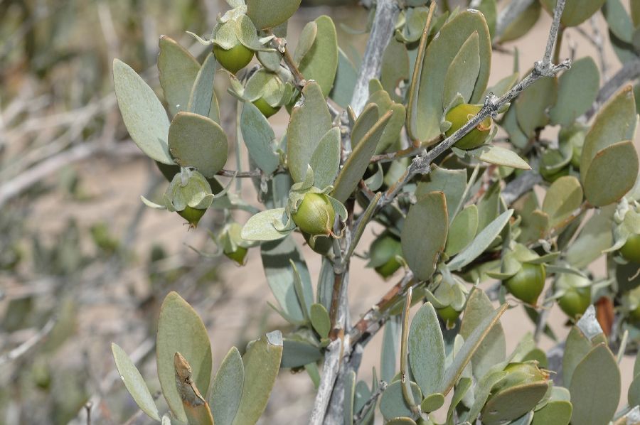 Simmondsiaceae Simmondsia chinensis