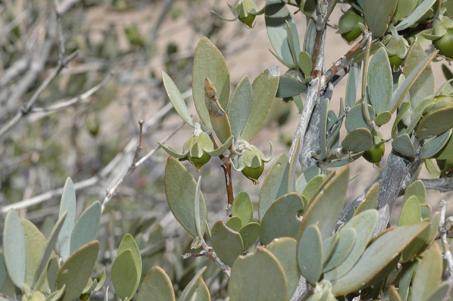 Simmondsiaceae Simmondsia chinensis