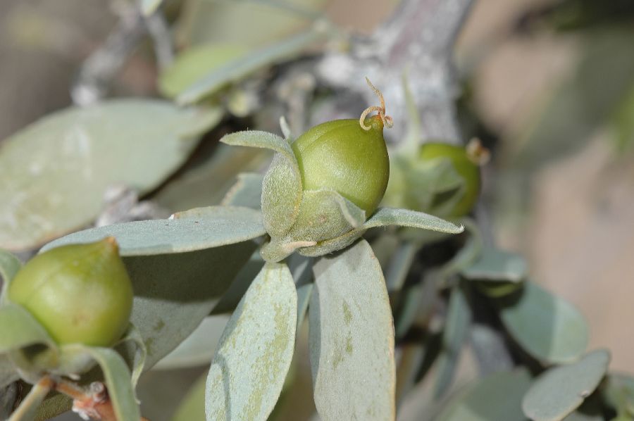 Simmondsiaceae Simmondsia chinensis