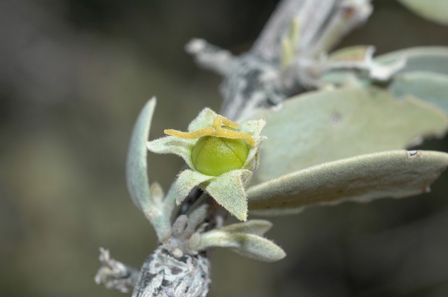 Simmondsiaceae Simmondsia chinensis