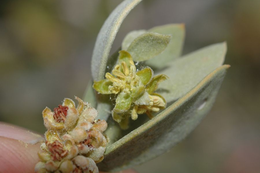 Simmondsiaceae Simmondsia chinensis