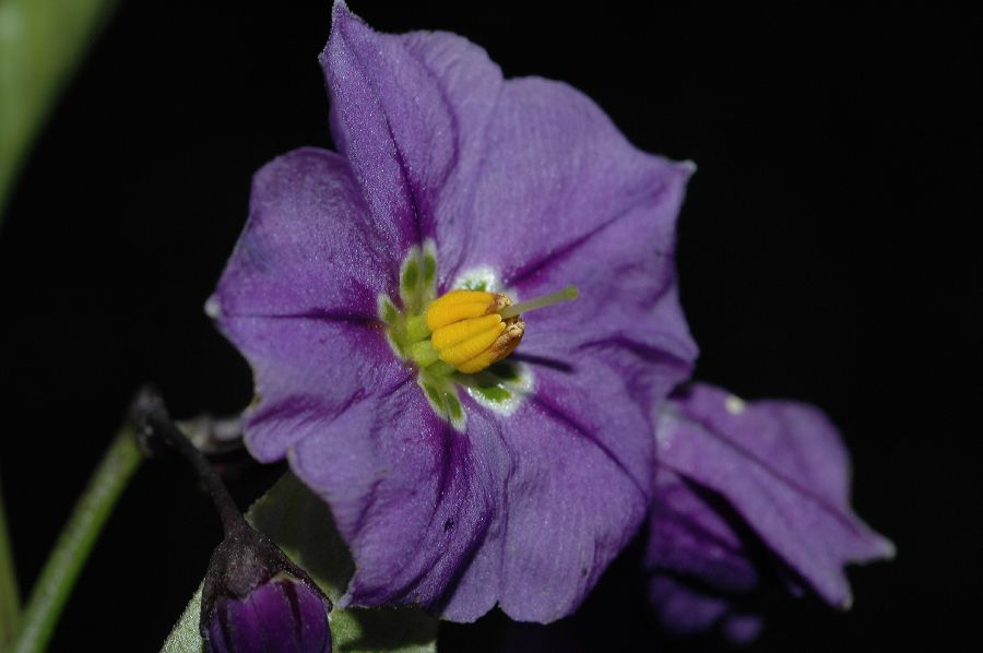 Solanaceae Solanum umbelliferum