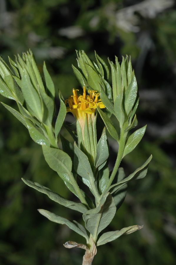 Asteraceae Trixis californica