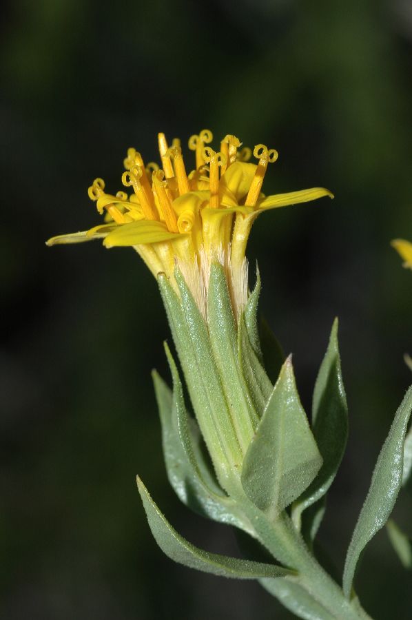 Asteraceae Trixis californica