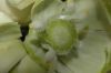 image of Yucca brevifolia