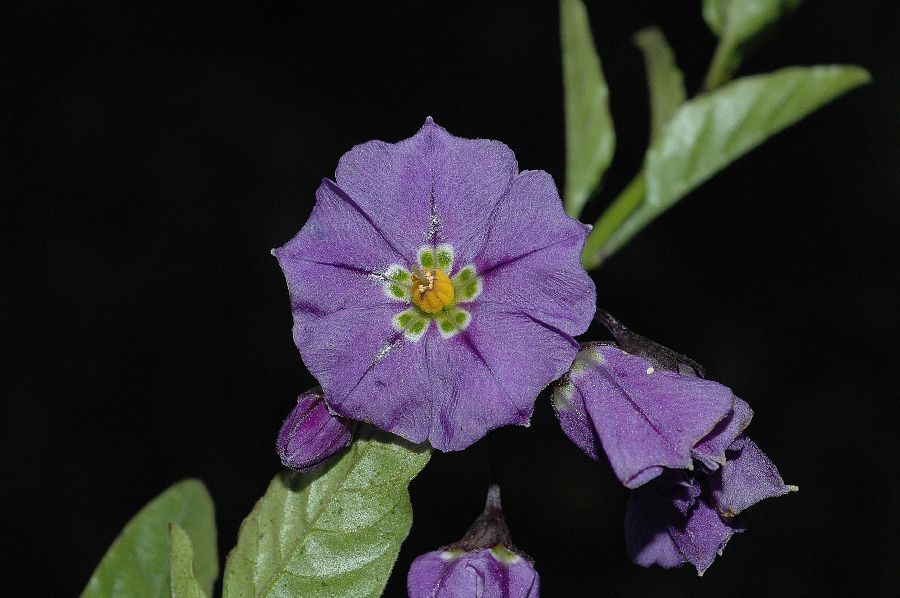 Solanaceae Solanum umbelliferum