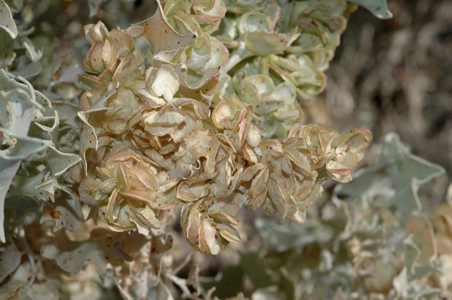 Amaranthaceae Atriplex hymenelytra
