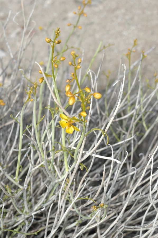 Fabaceae Cassia armata