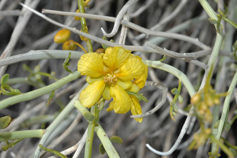 Fabaceae Cassia armata