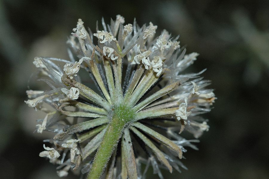 Asteraceae Chaenactis 