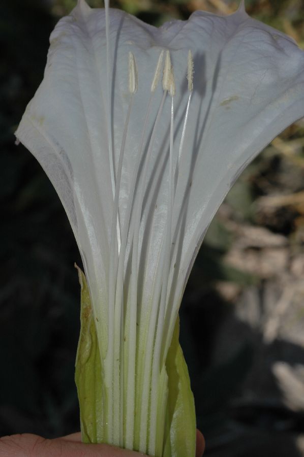 Solanaceae Datura stramonium