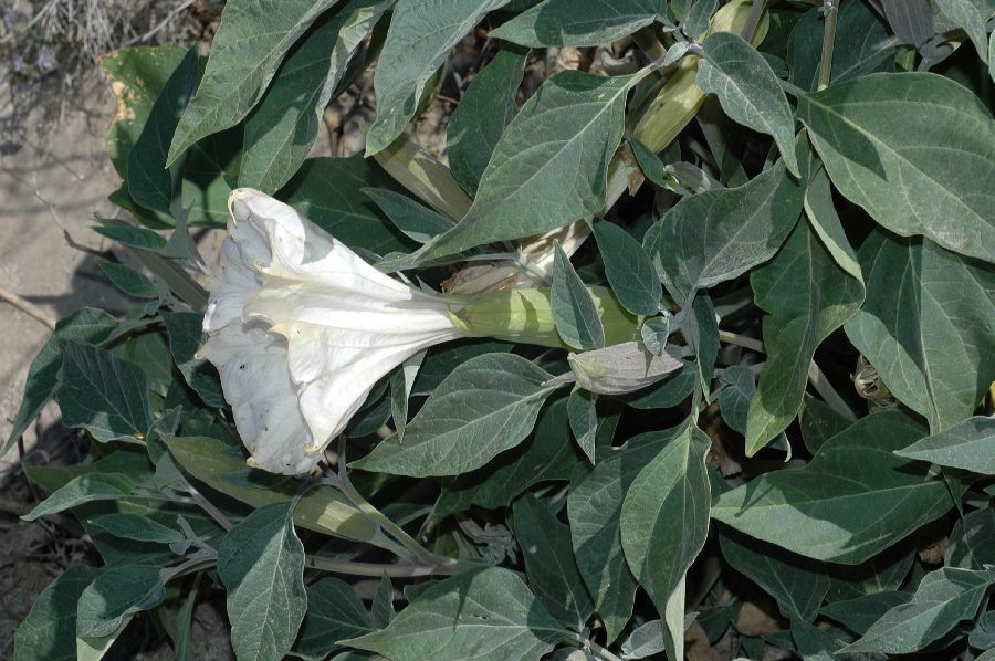 Solanaceae Datura stramonium