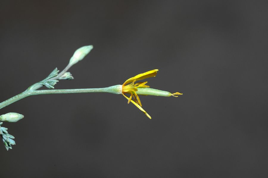 Papaveraceae Eschscholzia minutiflora