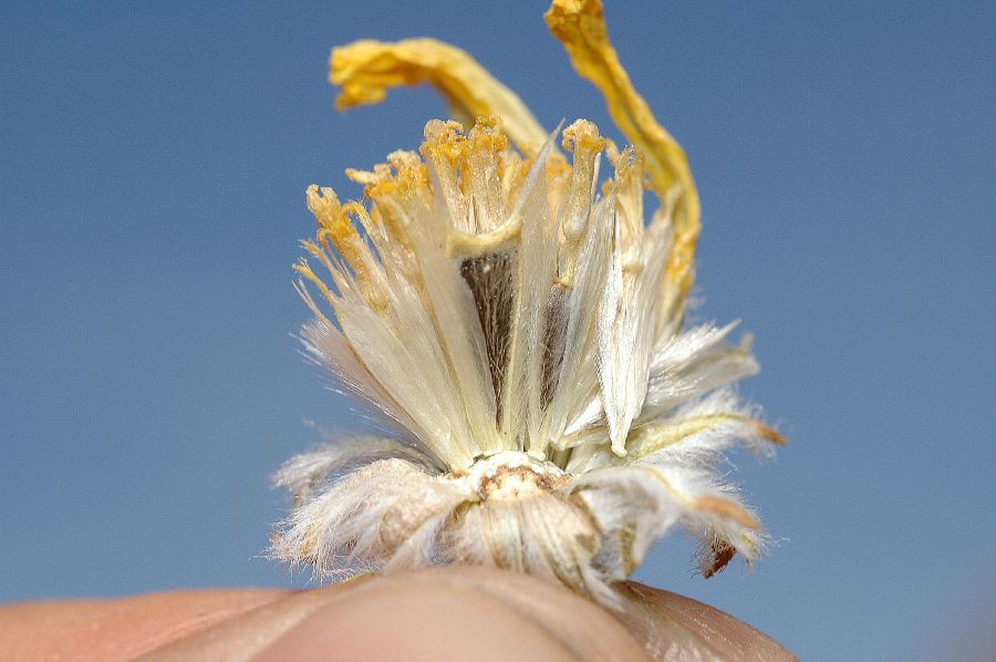 Asteraceae Geraea canescens