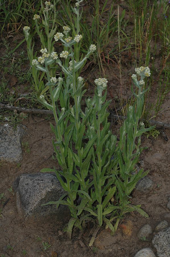 Asteraceae Gnaphalium californicum