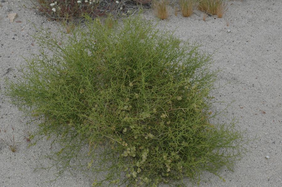 Asteraceae Hymenoclea salsola